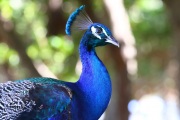 0J6A5254Indian_Blue_Peacock
