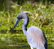 0J6A5333Tri-colored_Heron