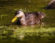 0J6A5381Mottled_Duck