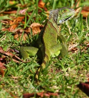 0J6A5397Green_Iguana