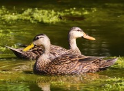 0J6A5411Mottled_Ducks