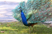 0J6A5450Indian_Blue_Peacock