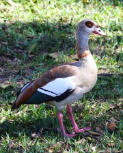 0J6A5465Egyptian_Goose