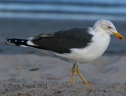 0J6A5526Lesser-black-backed_Gull