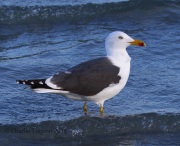 0J6A5534Lesser-black-backed_Gull
