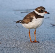 0J6A5537Semipalmated_Plover