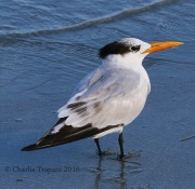 0J6A5541Royal_Tern