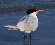 0J6A5549Caspian_Tern