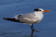 0J6A5551Royal_Tern