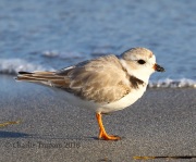 0J6A5555Piping_Plover