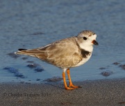 0J6A5563Piping_Plover