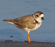 0J6A5565Piping_Plover
