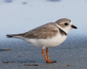 0J6A5588Piping_Plover