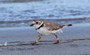 0J6A5601Piping_Plover