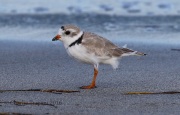 0J6A5614Piping_Plover