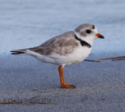 0J6A5627Piping_Plover