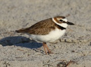 0J6A5686Wilson's_Plover