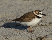 0J6A5690Wilson's_Plover