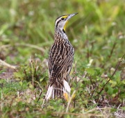 0J6A5780Eastern_Meadowlark