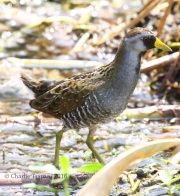 0J6A5817Sora