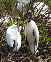 0J6A5848Wood_Stork