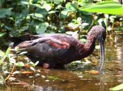 0J6A5862White-faced_Ibis