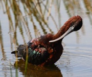 0J6A5939White-faced_Ibis