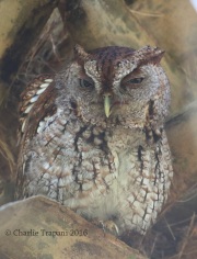 0J6A5956Eastern_Screech_Owl