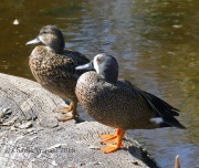 0J6A5978Blue-winged_Teal