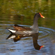 0J6A5998Common_Gallinule