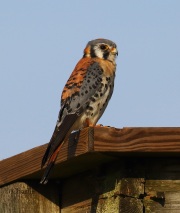 0J6A6040American_Kestrel