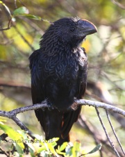 0J6A6056Smooth-Billed_Ani