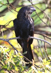 0J6A6058Smooth-Billed_Ani