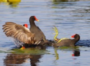 0J6A6097Common_Gallinule_Fight