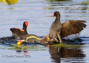 0J6A6099Common_Gallinule_Fight