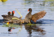 0J6A6100Common_Gallinule_Fight
