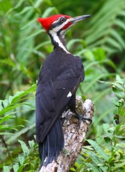 0J6A6180Pileated_Woodpecker