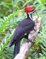 0J6A6186Pileated_Woodpecker