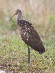 0J6A6203Limpkin