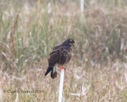 0J6A6234Snail_Kite