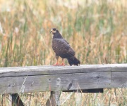 0J6A6245Snail_Kite