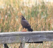 0J6A6246Snail_Kite