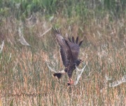 0J6A6254Snail_Kite