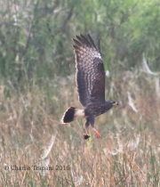 0J6A6256Snail_Kite