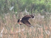0J6A6257Snail_Kite