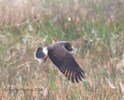 0J6A6259Snail_Kite