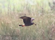 0J6A6260Snail_Kite