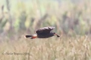0J6A6262Snail_Kite