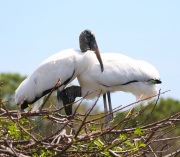 0J6A6359Wood_Storks