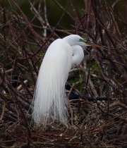 0J6A6389Great_Egret